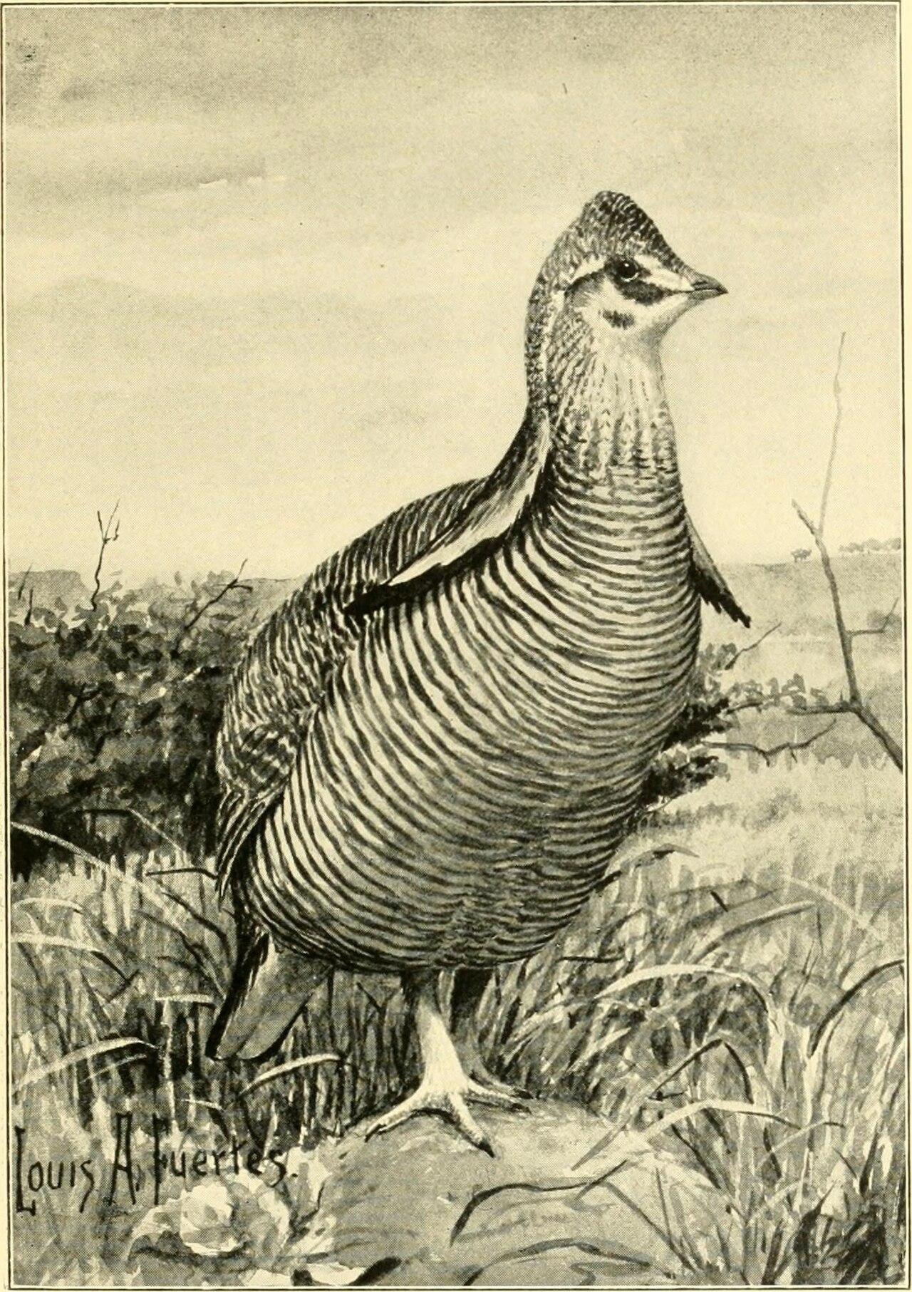 围棋数据观察：数字背后的比赛真相（商业市场视角）